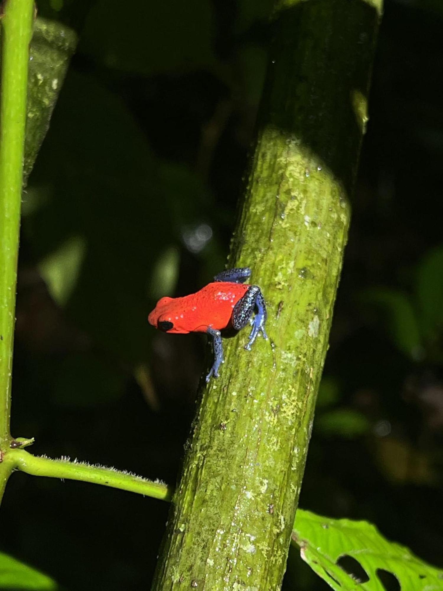 Kakao Lodge & Garden Rio Celeste بيجاغوا المظهر الخارجي الصورة