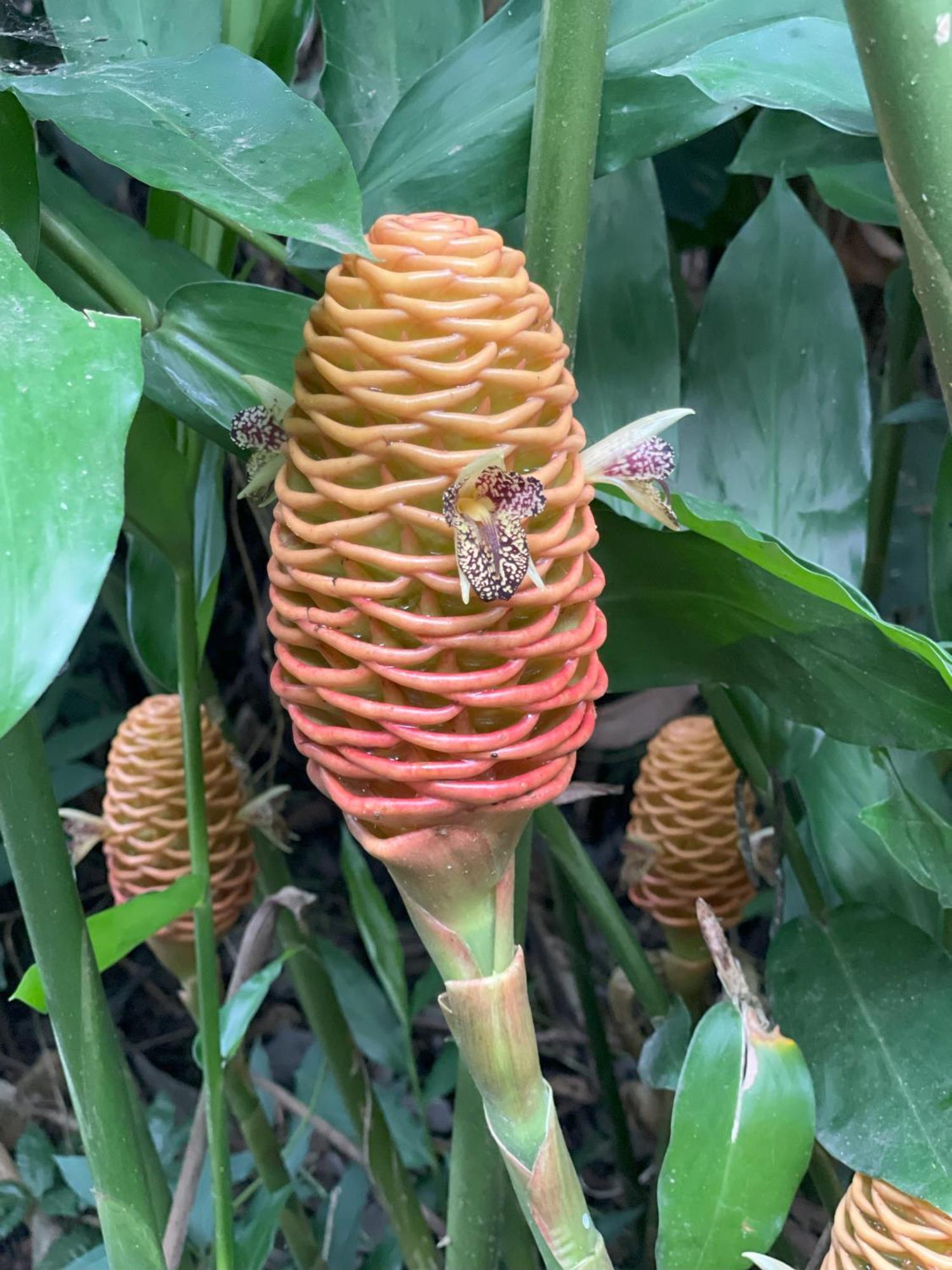 Kakao Lodge & Garden Rio Celeste بيجاغوا المظهر الخارجي الصورة