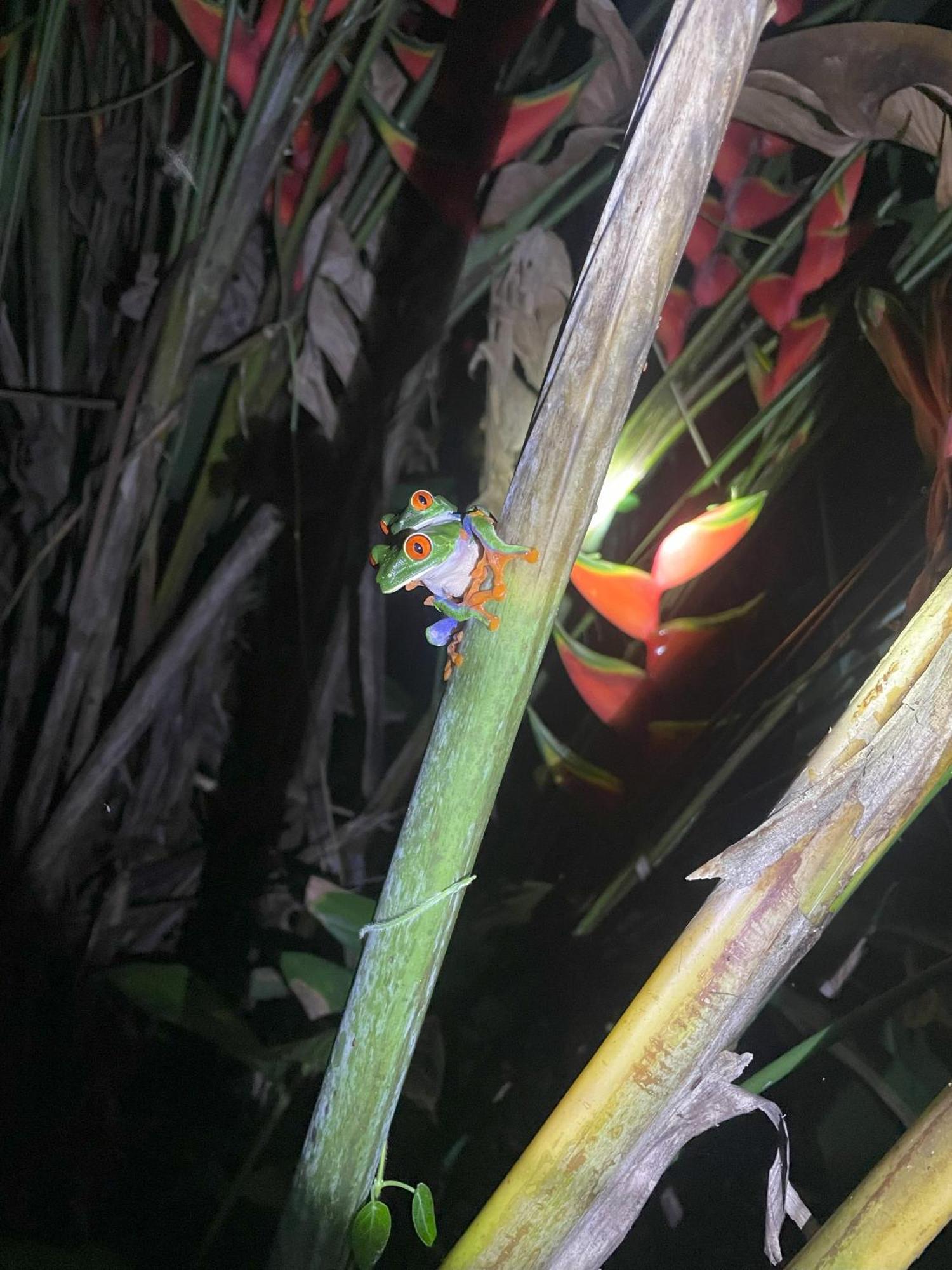 Kakao Lodge & Garden Rio Celeste بيجاغوا المظهر الخارجي الصورة